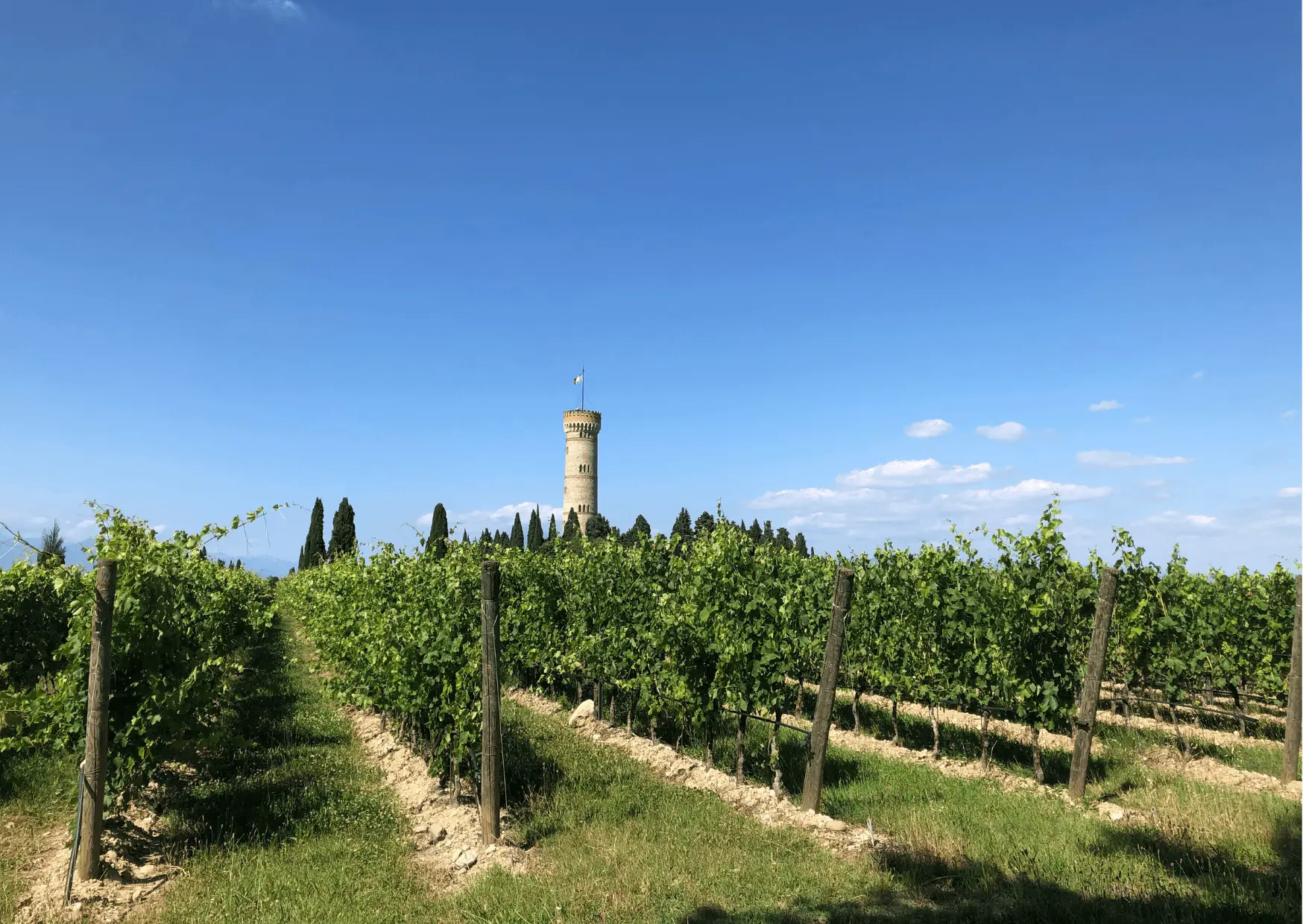 Weinberge mit Turm im Hintergrund Gardasee