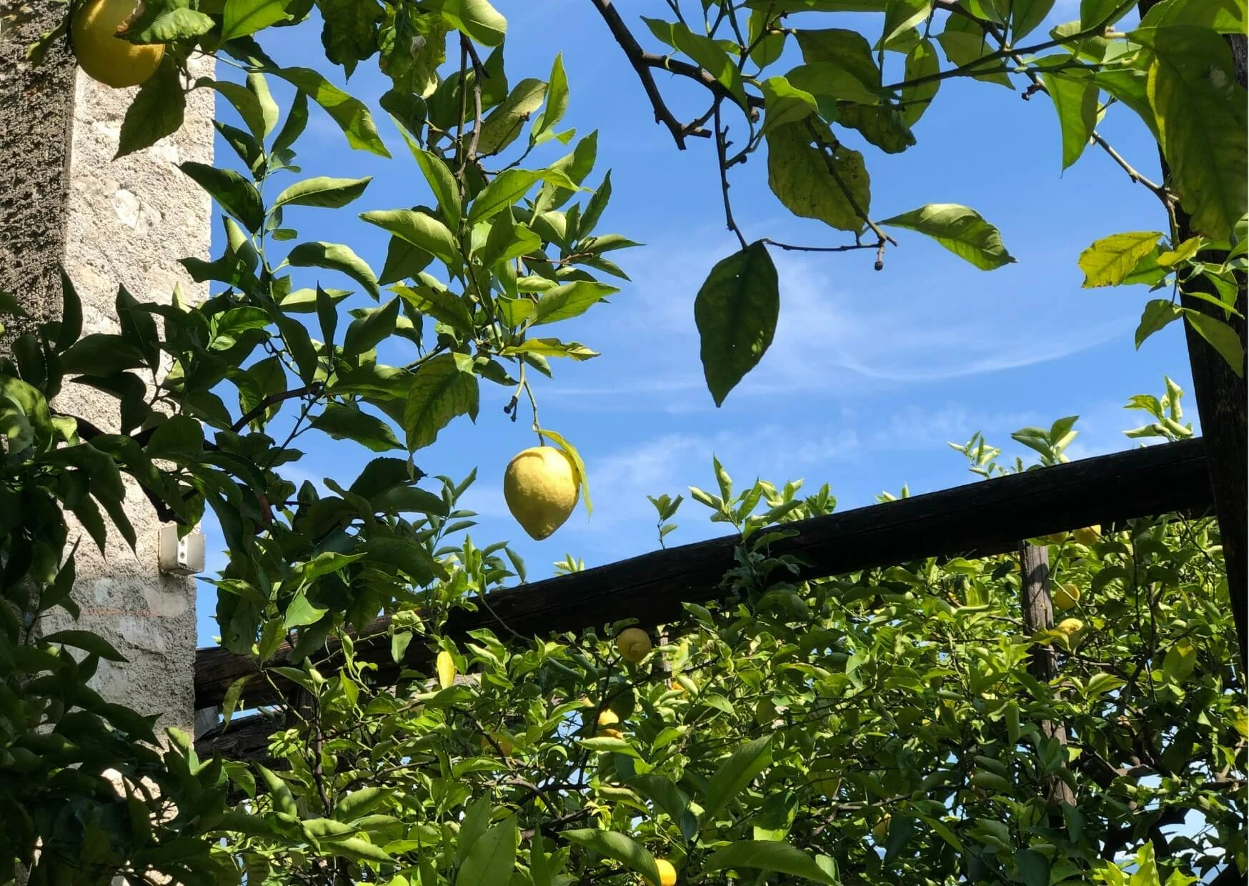 limone limonaia lago di garda