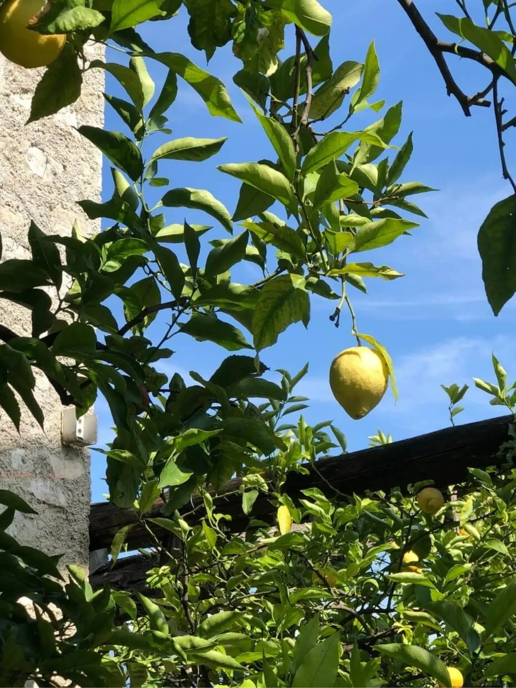 limoni albero lago di garda