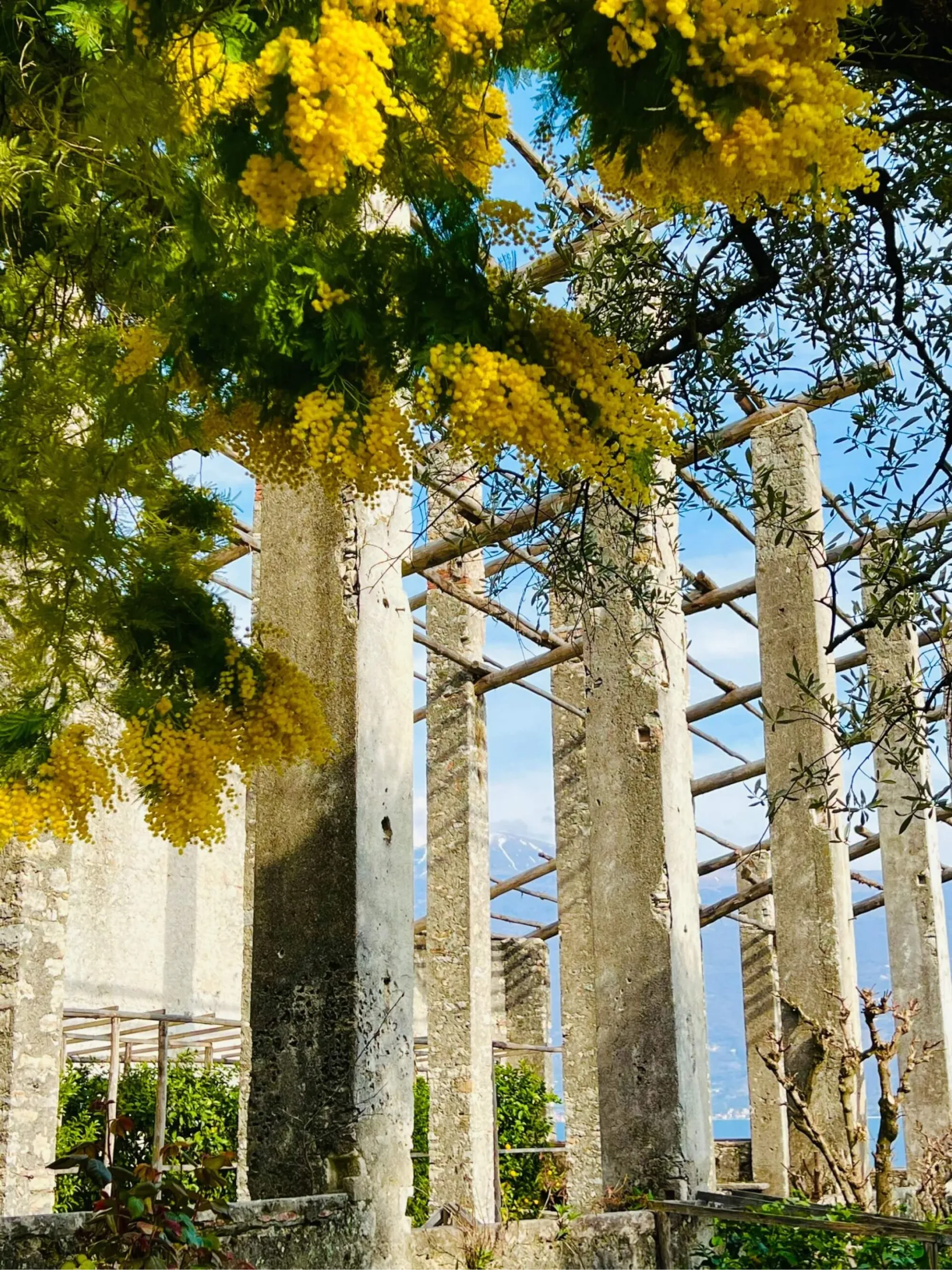 pergola mimosa lago di garda