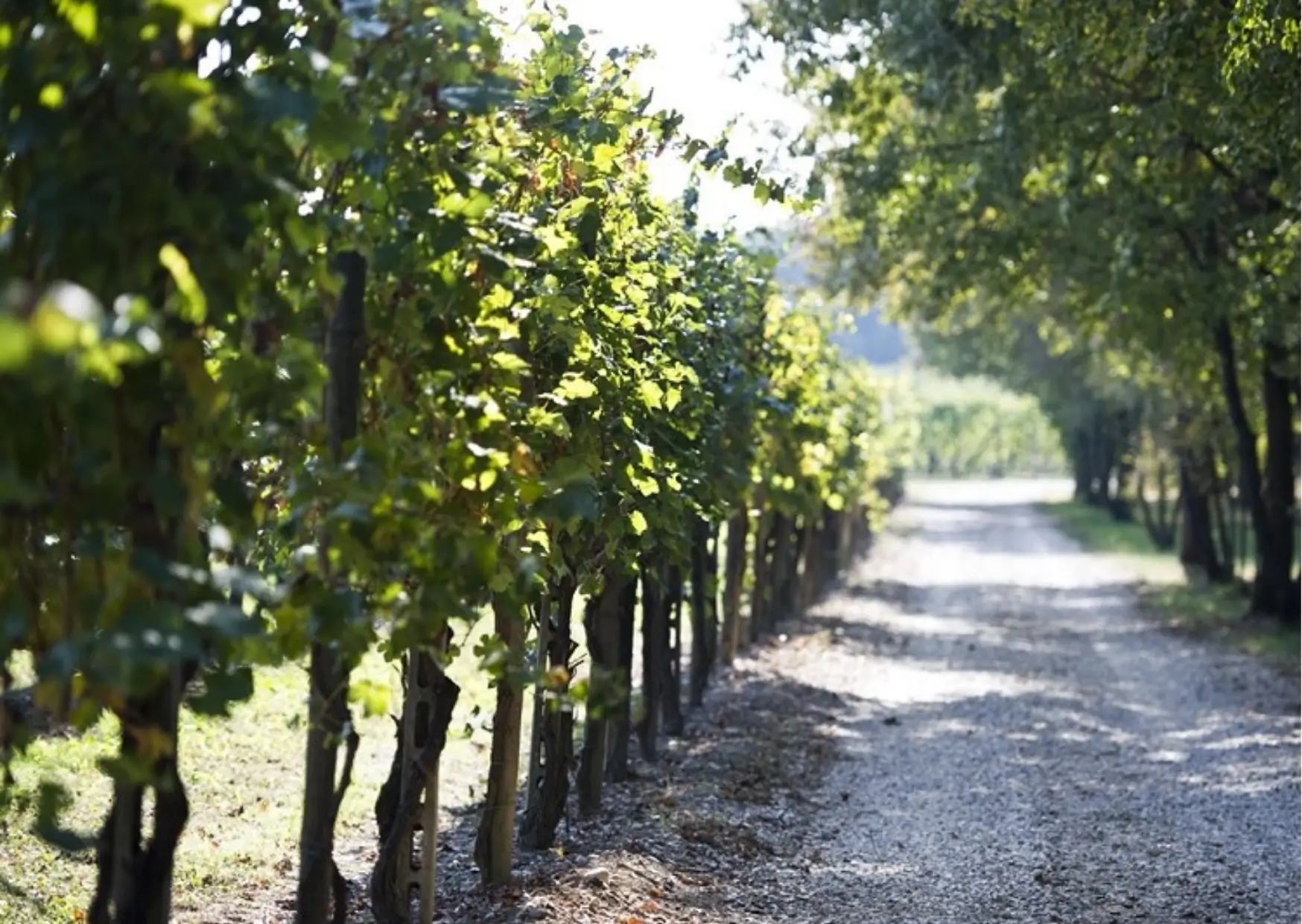 vigneti selva capuzza colline moreniche garda